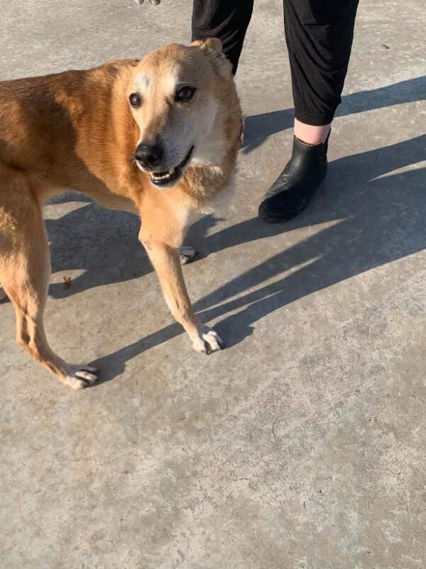 Picture of the Animal Listed